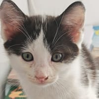 NUTT, chat à adopter