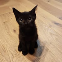 ITOM, chatte à adopter