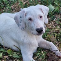 O'neill, chien à adopter