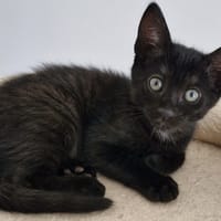 FREVO (Bella), chatte à adopter