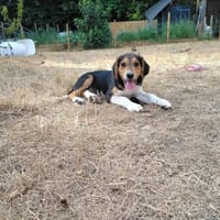 SHUI, chien à adopter