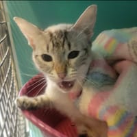 SELENIA, chatte à adopter
