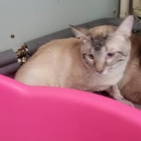 FILOU, chat à adopter