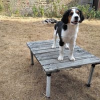BOUDHA, chien à adopter