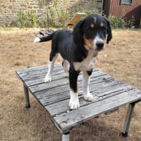 FENG, chien à adopter