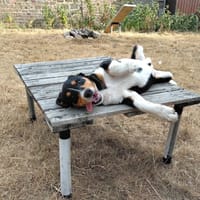 PEACE, chien à adopter