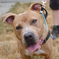 ETHAN, chien à adopter