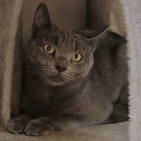 Yuki, chatte à adopter