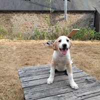 LOVE, chienne à adopter