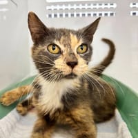 ARHYA, chatte à adopter