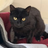 Moony CAB5687, chatte à adopter