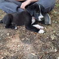 couly, chien à adopter