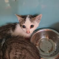 PISTACHE, chatte à adopter
