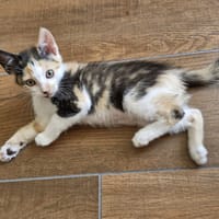 NOVA, chatte à adopter