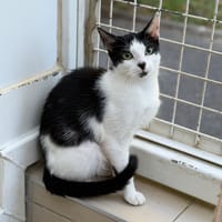 Naya CAB5811, chatte à adopter