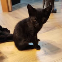 PRETO, chatte à adopter