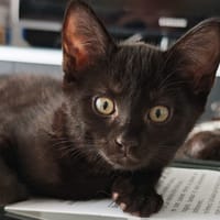GABIM, chat à adopter