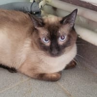 TIGROU, chat à adopter