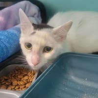 MOUSSE, chat à adopter
