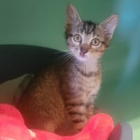 Tigrette, chatte à adopter