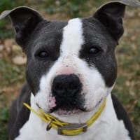 Pablo, chien à adopter