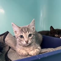 RAFA, chat à adopter