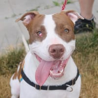 GLEN, chien à adopter