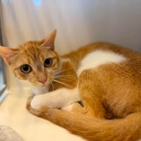ZEPHIR, chatte à adopter
