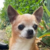 HONEY, chien à adopter