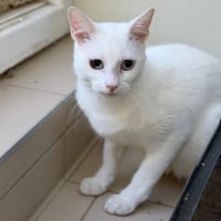 Stone CAB5800, chat à adopter