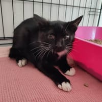 RUMBA QCT, chatte à adopter