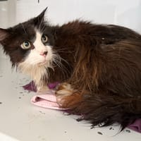 JAMES, chat à adopter