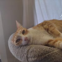 PAB28921 Gloria, chatte à adopter