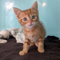 VEGAS, chat à adopter