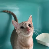 Ouna, chatte à adopter