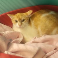 CANELLE, chatte à adopter