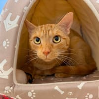 ZIPETTE, chatte à adopter