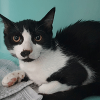 CHAMPAGNE CHA, chat à adopter
