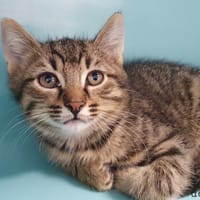 DOUX CHA, chat à adopter