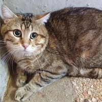 RIO CHA, chat à adopter