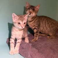 Kat CAB5856, chatte à adopter