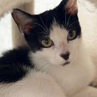 Sara CAB5802, chatte à adopter