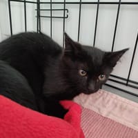 CHARLESTON QCT, chat à adopter