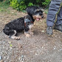 BELLA, chienne à adopter