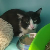 JIMMY, chat à adopter