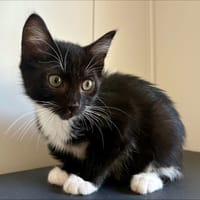 Bagherra, chatte à adopter