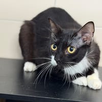 Fripouille CAB5803, chat à adopter