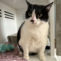 ELIA, chatte à adopter