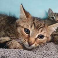MIGNON CHA, chat à adopter