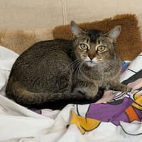 Mure CAB5853, chatte à adopter